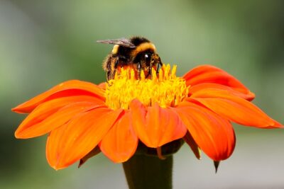 la reina abeja el grande del jardin