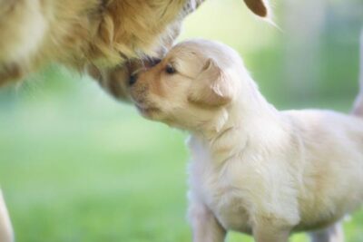 la relacion entre un nuevo cachorro y un perro adulto