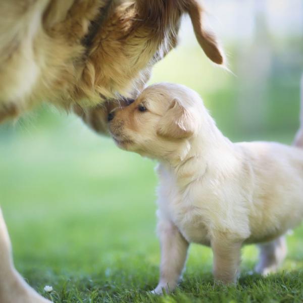 la relacion entre un nuevo cachorro y un perro adulto