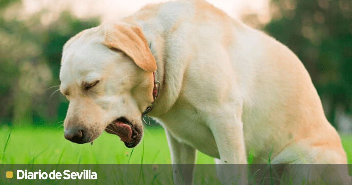 la tos de las perreras enfermedad contagiosa en perros