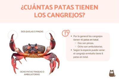 las 10 patas del cangrejo