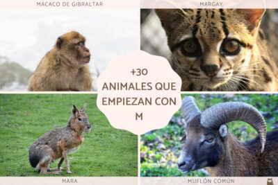 las 30 principales especies que comienzan con la letra m en el mundo animal