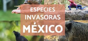 las 724 especies invasoras en mexico