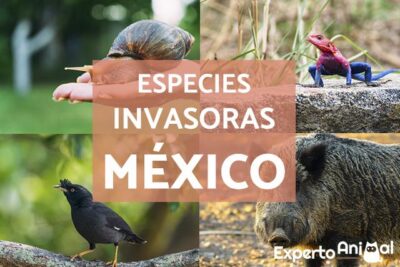 las 724 especies invasoras en mexico