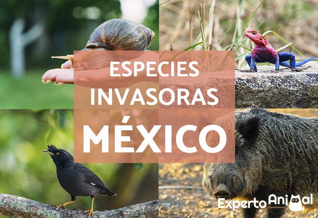 las 724 especies invasoras en