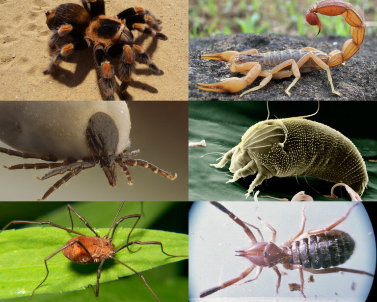 Filoo Insect Las arañas no son insectos, ya que pertenecen al filo Artrópodos ...
