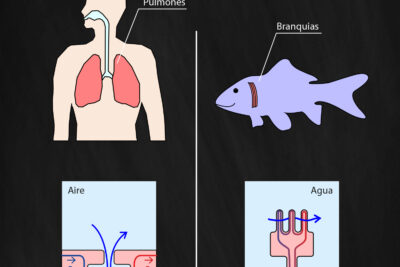 las branquias un proceso de respiracion diferente