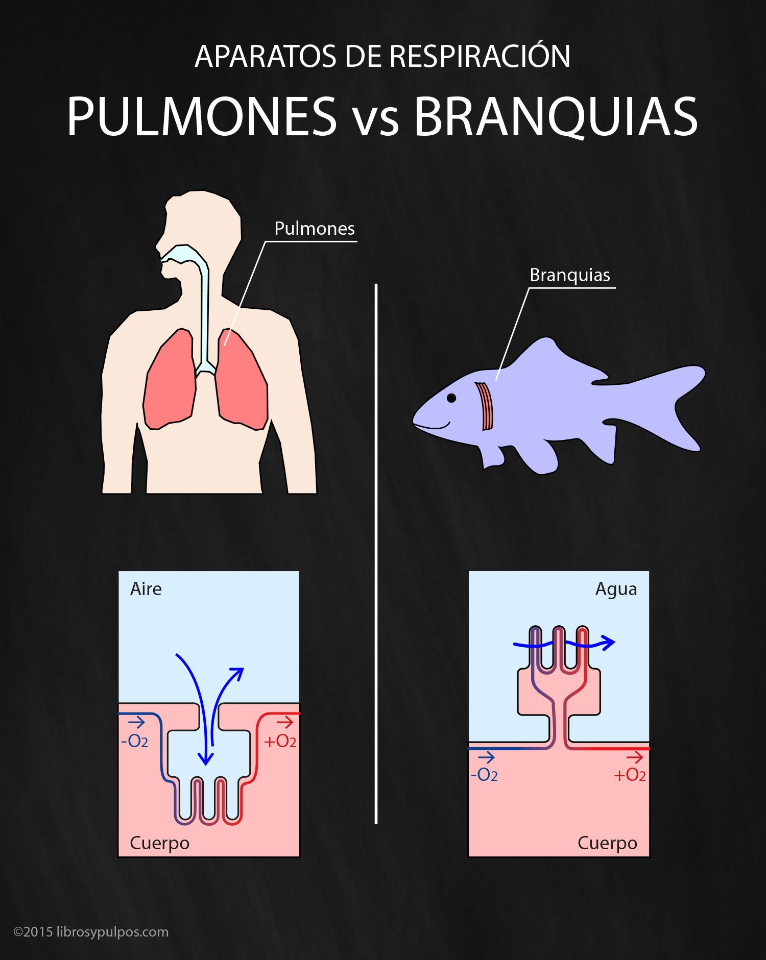 las branquias un proceso de respiracion diferente