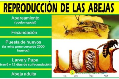 las caracteristicas reproductivas de las abejas