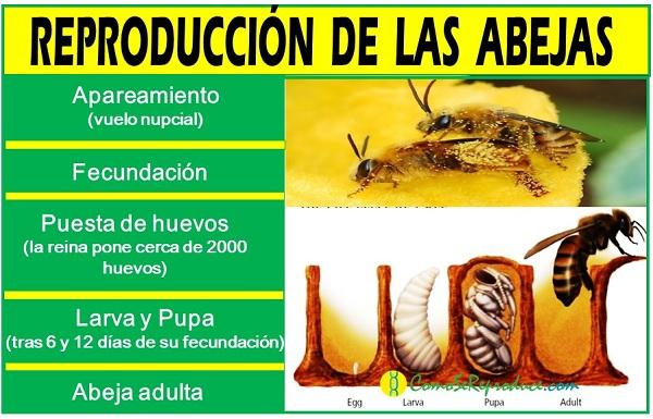 las caracteristicas reproductivas de las abejas