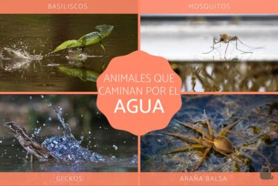 las caracteristicas unicas de los animales que caminan sobre el agua