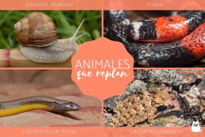 las caracteristicas unicas de los animales que reptan o se arrastran