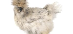las caracteristicas y el comportamiento de la gallina japonesa ygallina sedosa del japon