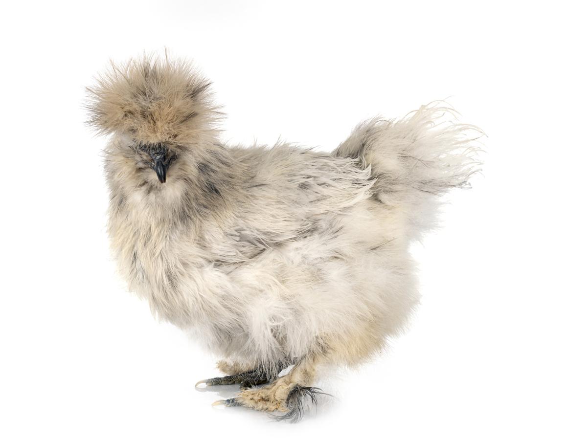 las caracteristicas y el comportamiento de la gallina japonesa ygallina sedosa del japon