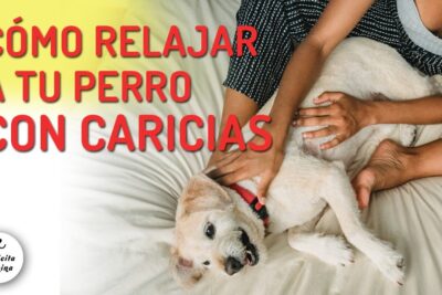 las caricias un camino hacia la relajacion en los perros