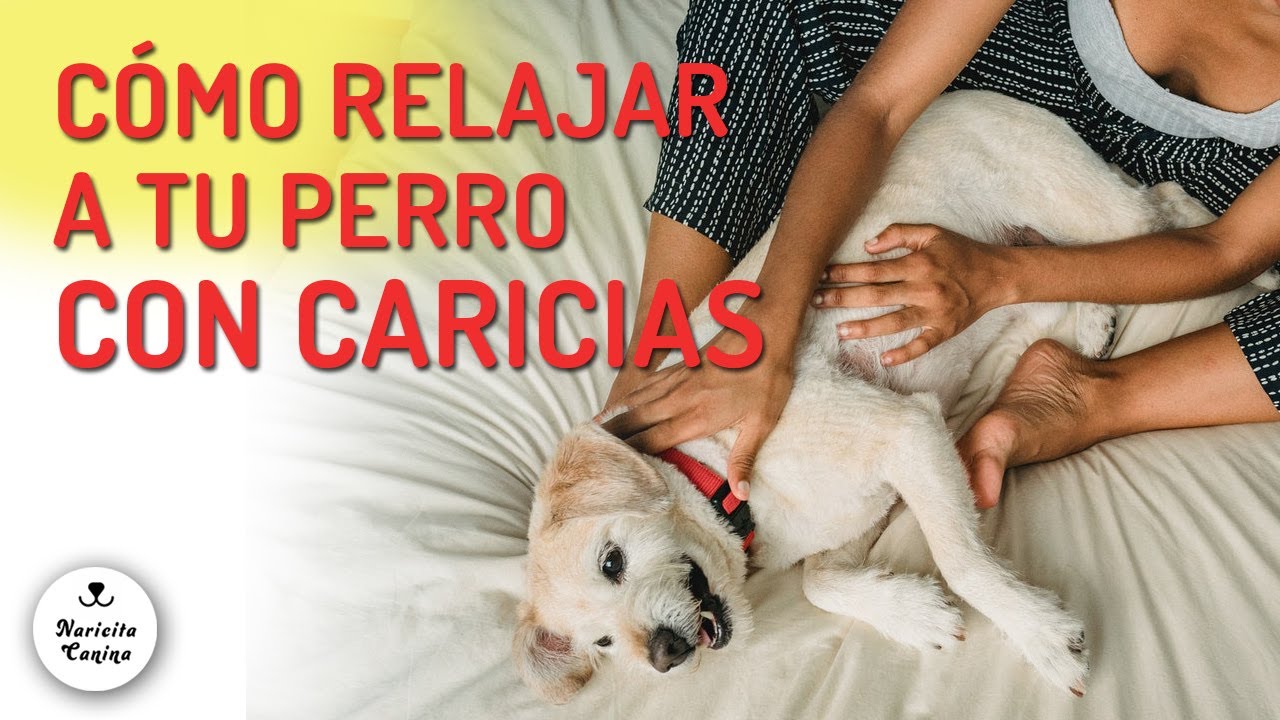 las caricias un camino hacia la relajacion en los perros