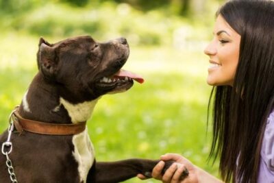 las claves para ensenar al perro a usar collar y correa