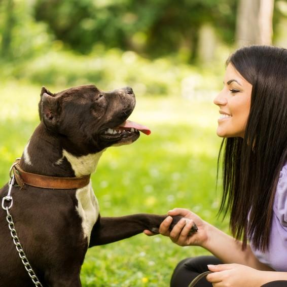 las claves para ensenar al perro a usar collar y correa