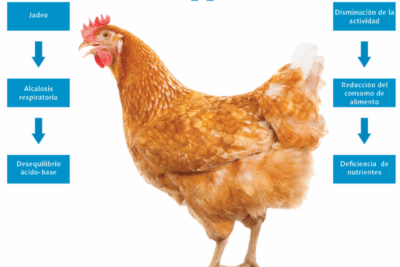 las condiciones de vida ideal para las gallinas domesticas