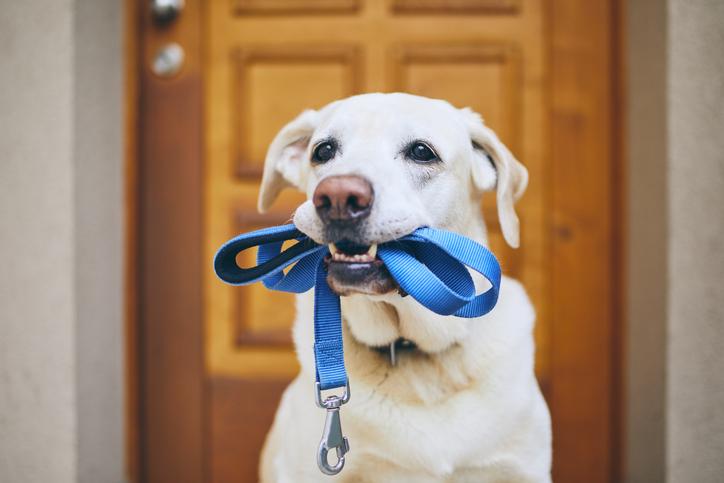 las consecuencias de no sacar al perro a pasear