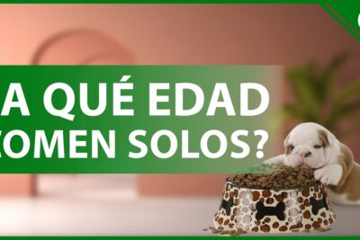 las edades en que los perros comen solos