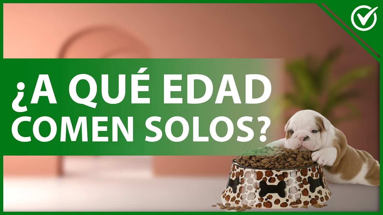 las edades en que los perros comen solos