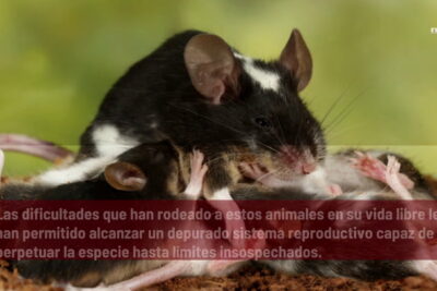 las estrategias reproductivas unicas de las ratas