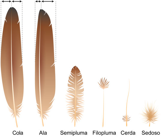 las plumas mas que solo elementos para volar