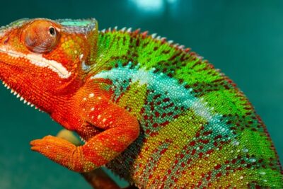 las transformaciones de color en los animales