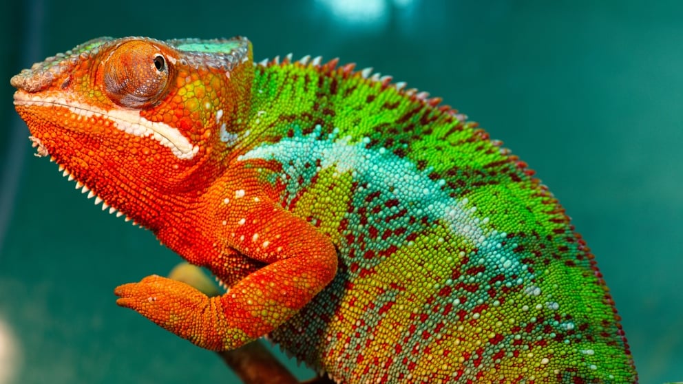 las transformaciones de color en los animales