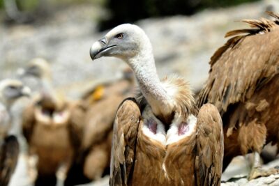 limitar el uso de un farmaco veterinario para proteger a las aves carroneras