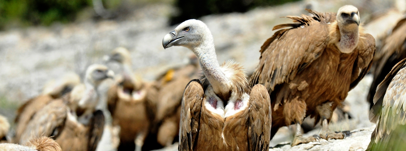 limitar el uso de un farmaco veterinario para proteger a las aves carroneras