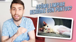 limpieza y cuidado de las heridas de esterilizacion en las gatas