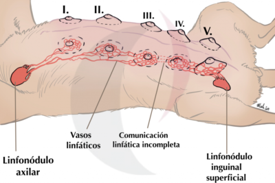 liquido de las mamas en las perras causas y tratamiento