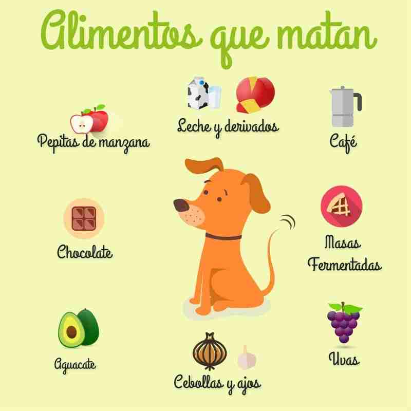 lista de alimentos peligrosos para perros