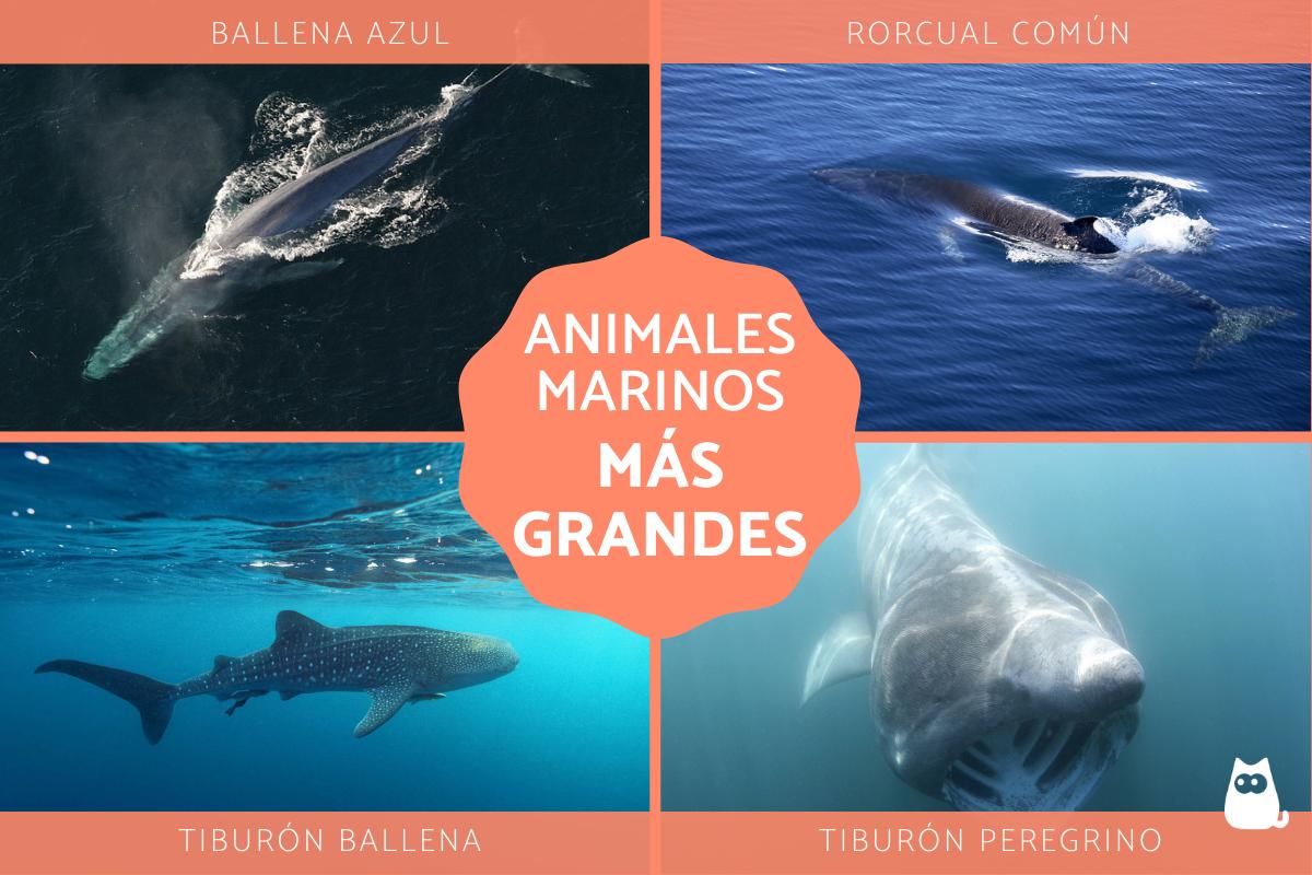 los 15 animales marinos mas grandes del mundo