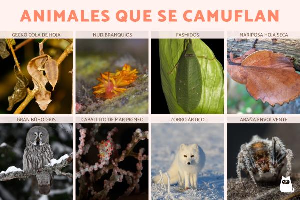 los 15 animales mas camuflados en el medio