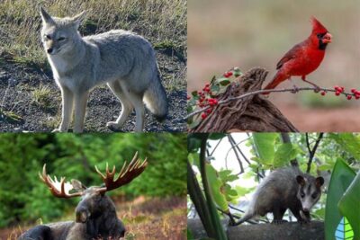 los animales del bosque templado una diversidad increible