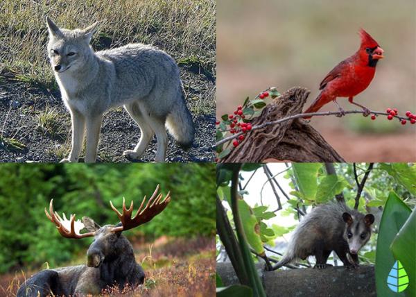 los animales del bosque templado una diversidad increible