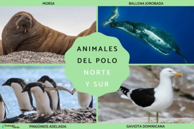 los animales del polo norte