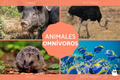 los animales omnivoros