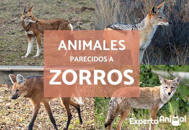 los animales parecidos al zorro