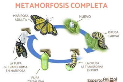 los animales que sufren la metamorfosis en su desarrollo