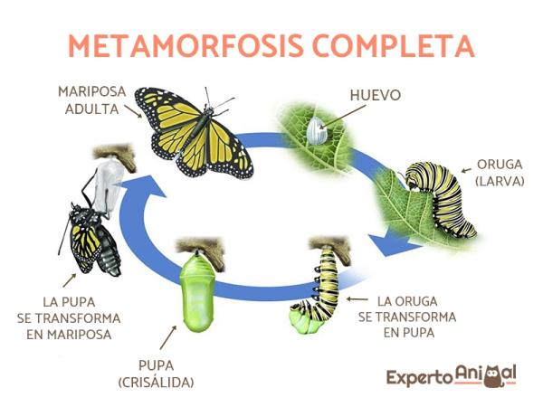 los animales que sufren la metamorfosis en su desarrollo