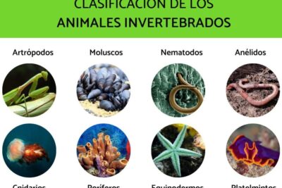 los animales sin huesos