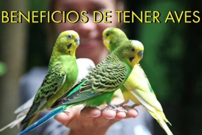 los beneficios de tener aves en el hogar