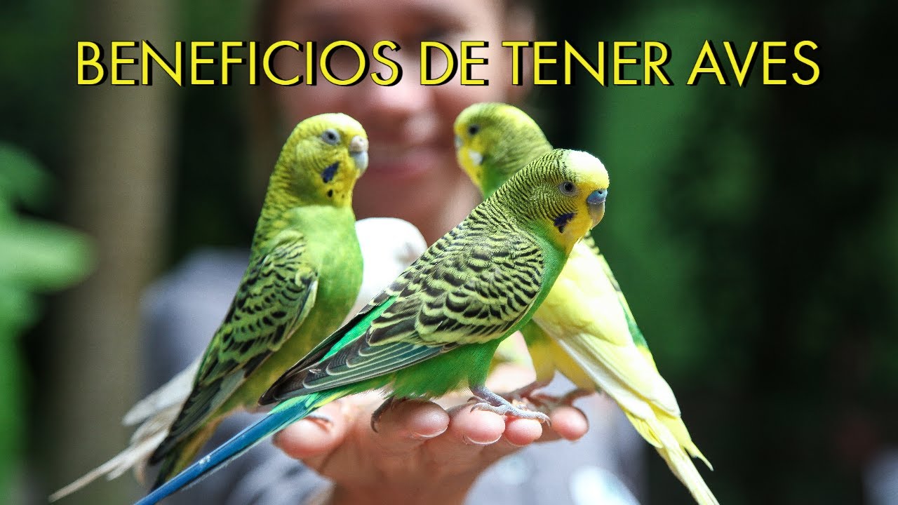 los beneficios de tener aves en el hogar