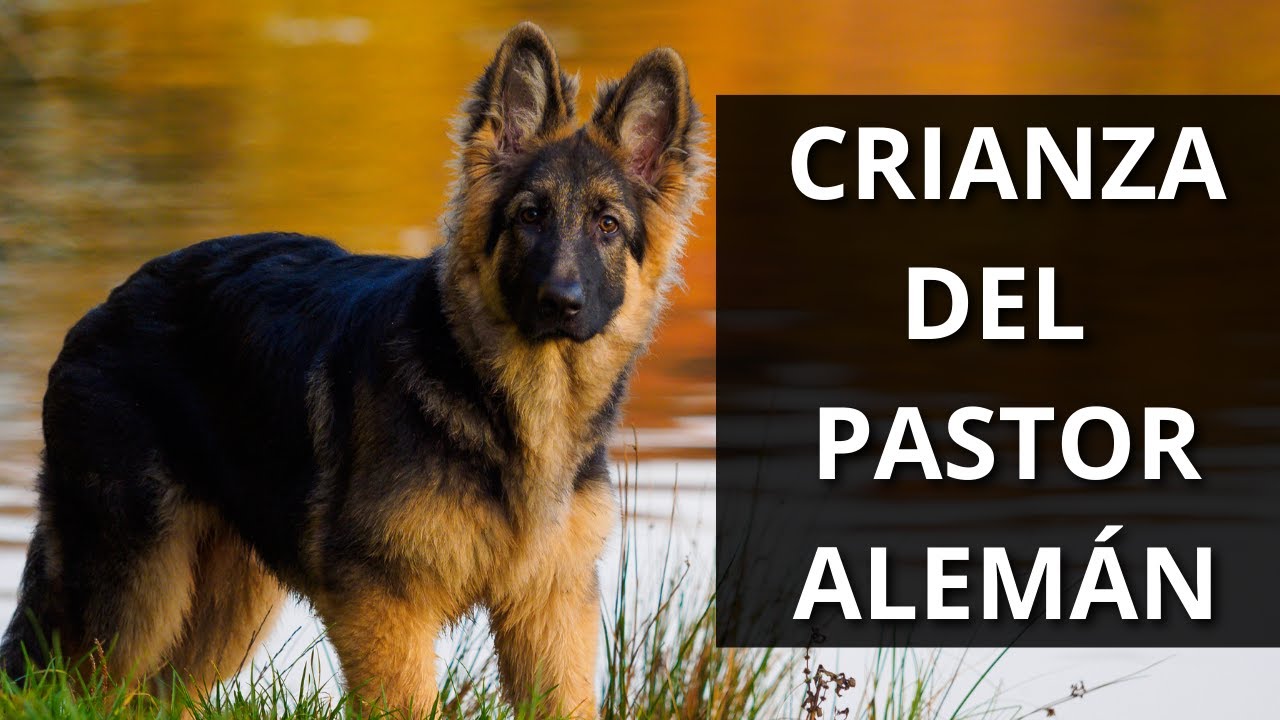 los desafios de la crianza del pastor aleman