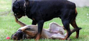 los perros dominantes