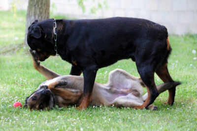 los perros dominantes